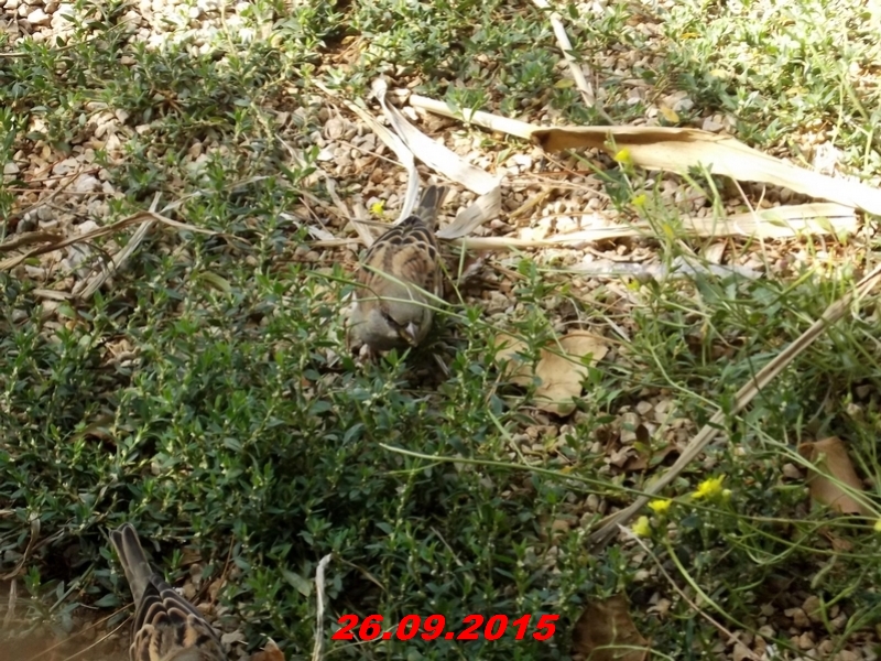 dscf1646